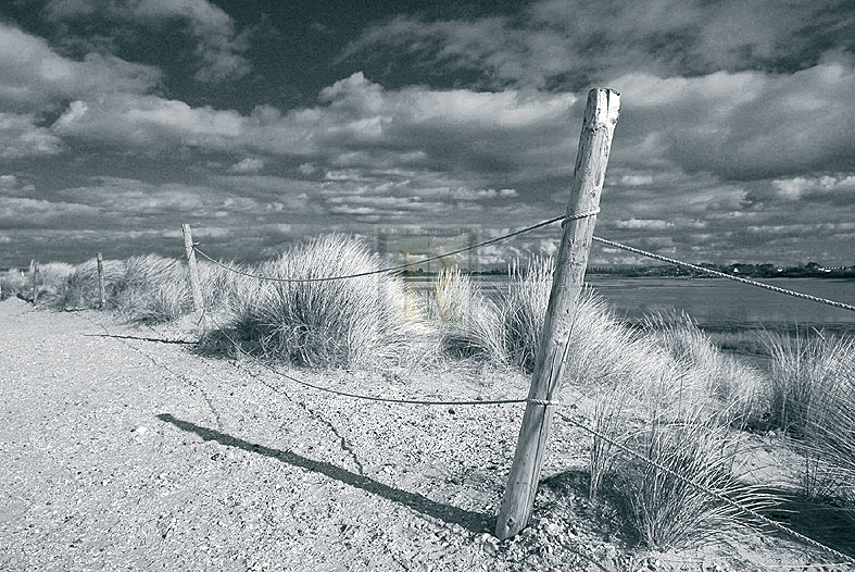 Afternoon Dune - John Harper