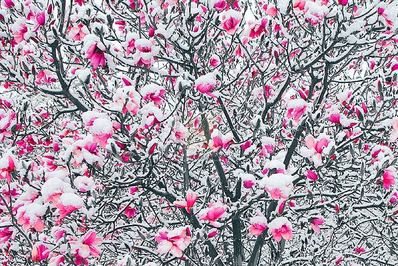 Spring Magnolia - Joseph Eta