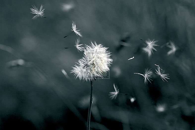 Blown Away - Joseph Eta