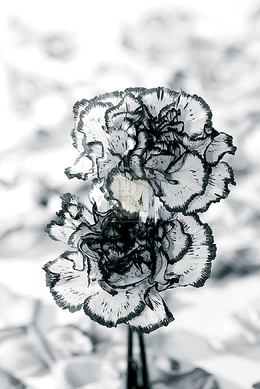 Carnation Creation V - Joseph Eta