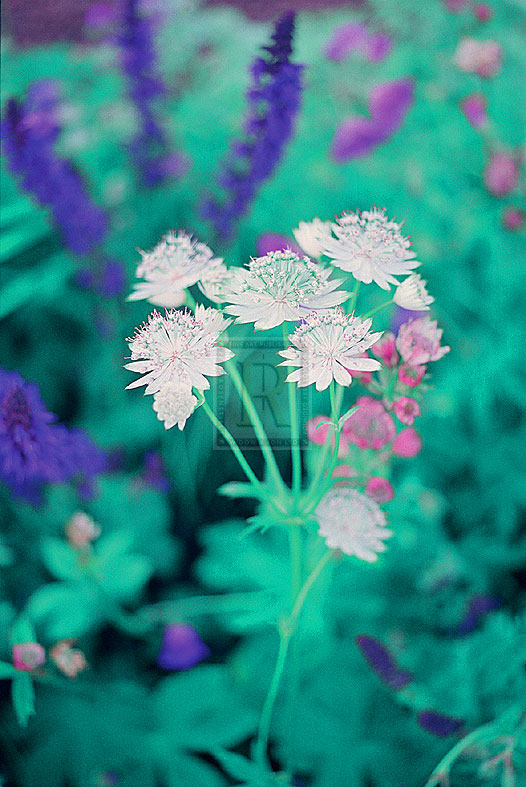 Astrantia Drift - Ella Lancaster