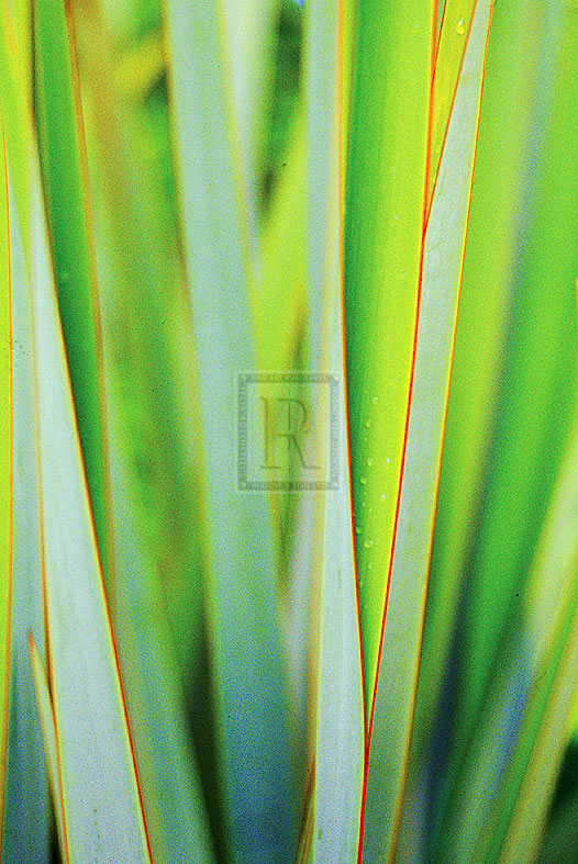 Grass II - Ella Lancaster