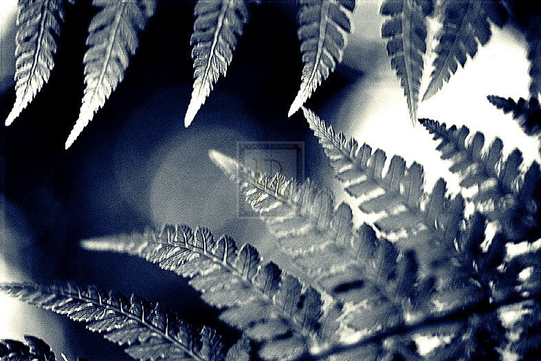 Fern I - Ella Lancaster
