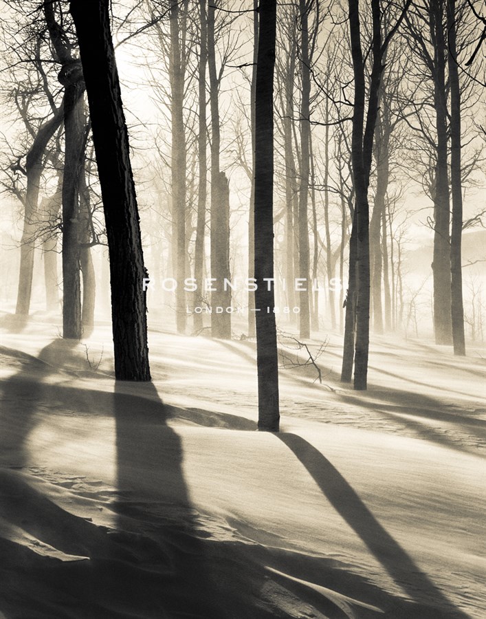 Silent Forest - Andrew Geiger