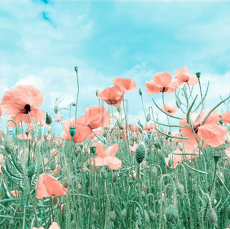 Poppy Pasture - Joseph Eta