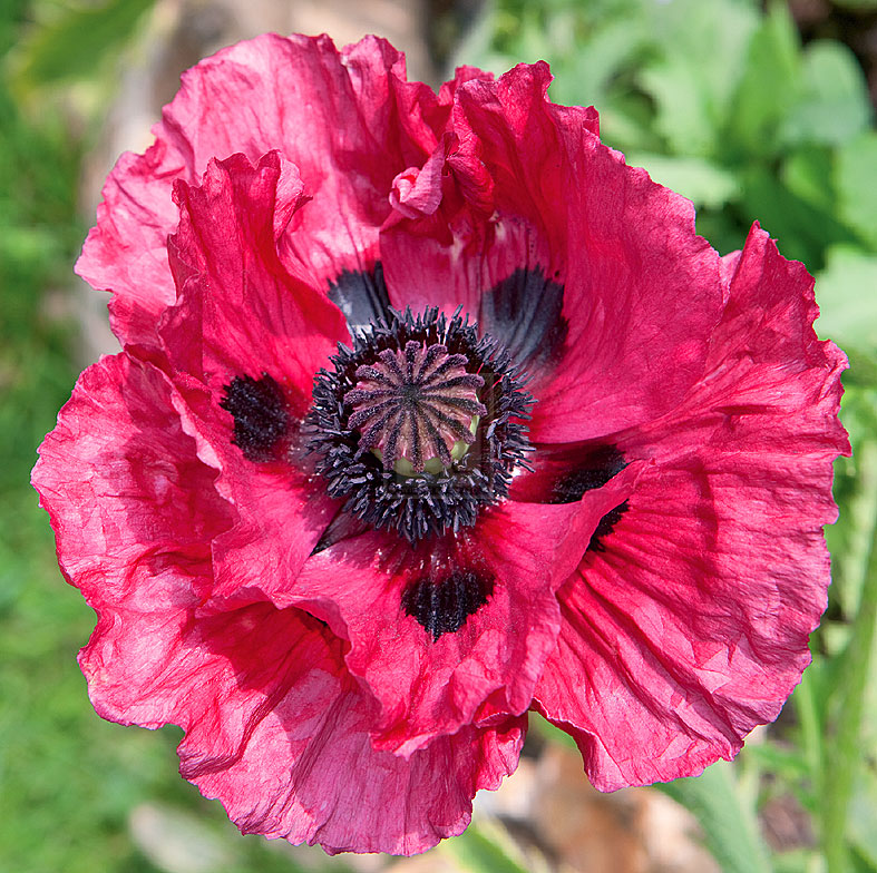 Poppy Flower III - Joseph Eta