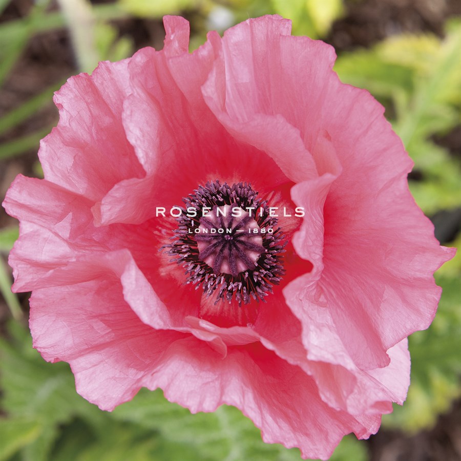 Poppy Flower IV - Joseph Eta