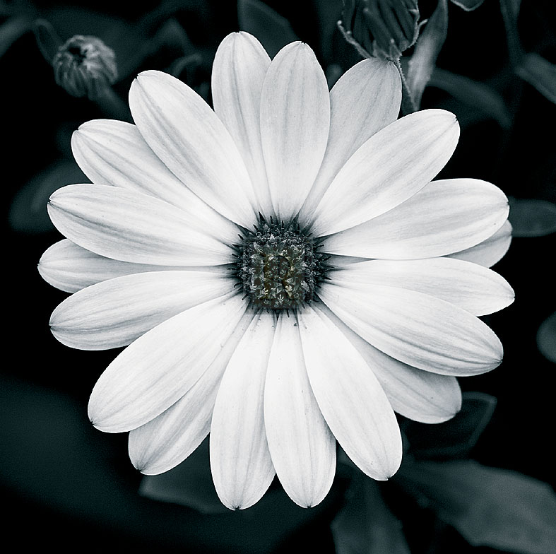 Daisy Light I - Joseph Eta