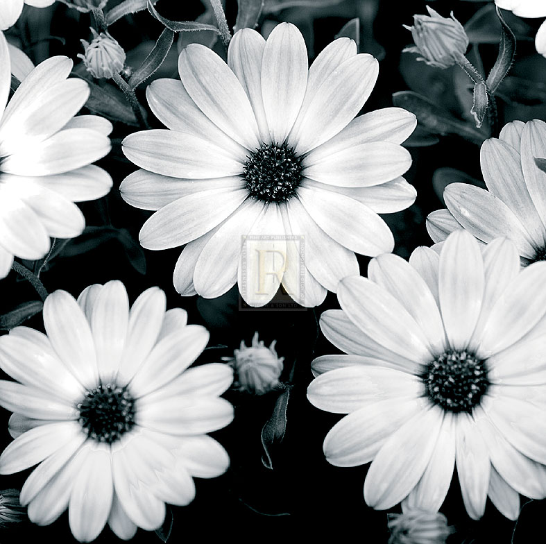 Daisy Light II - Joseph Eta