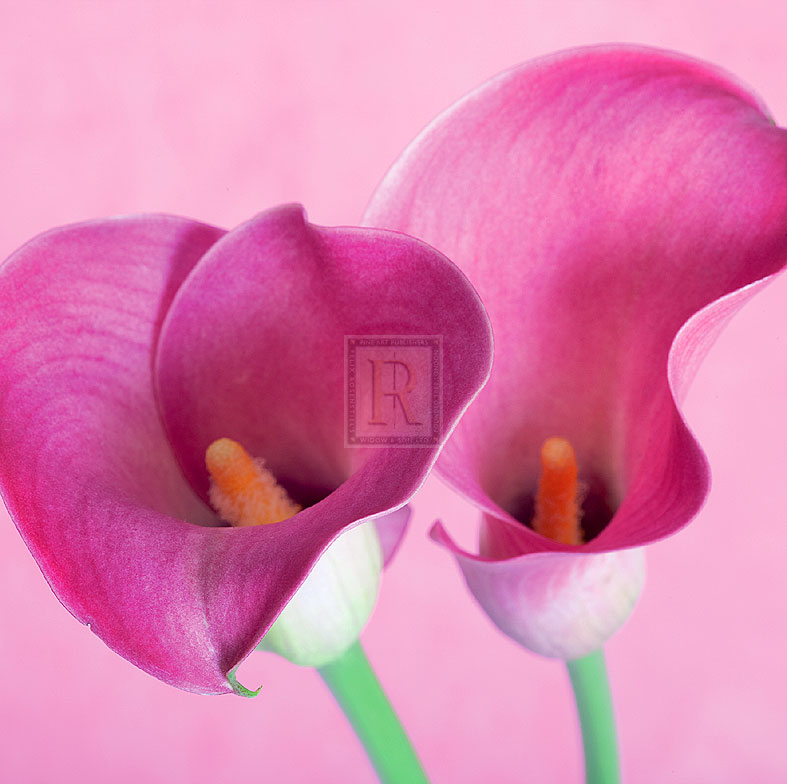 Lily Pink I - Joseph Eta