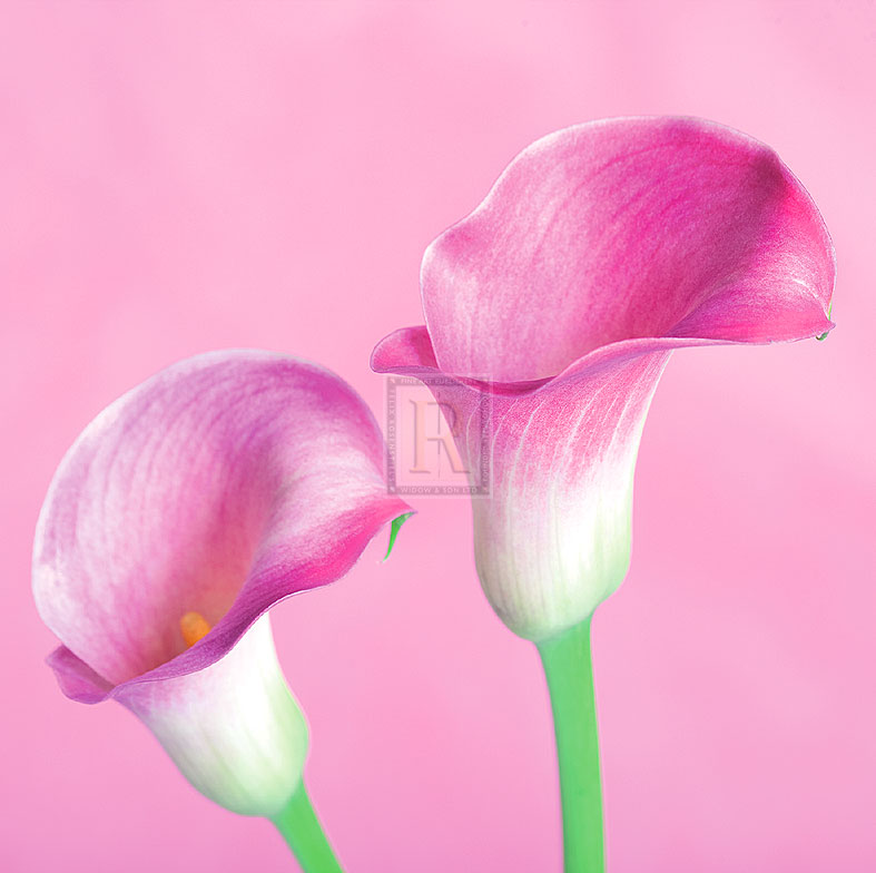 Lily Pink II - Joseph Eta