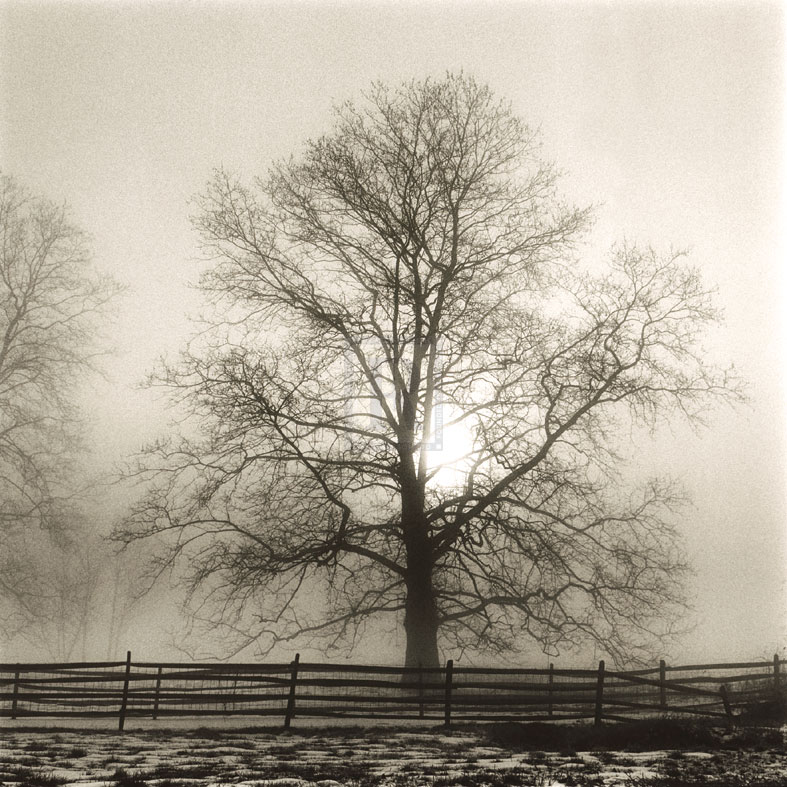 Winter Mist - Michael Kahn