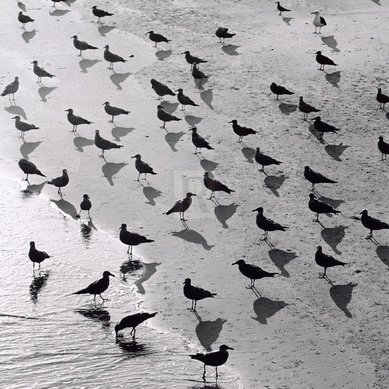 Escher's Seagulls - Michael Kahn
