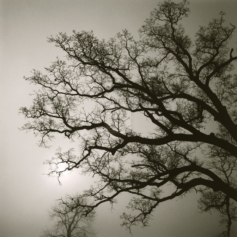 Tree Study II - Michael Kahn