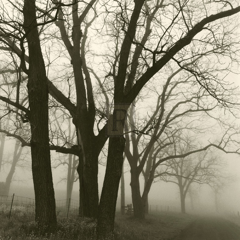 Tree Study III - Michael Kahn