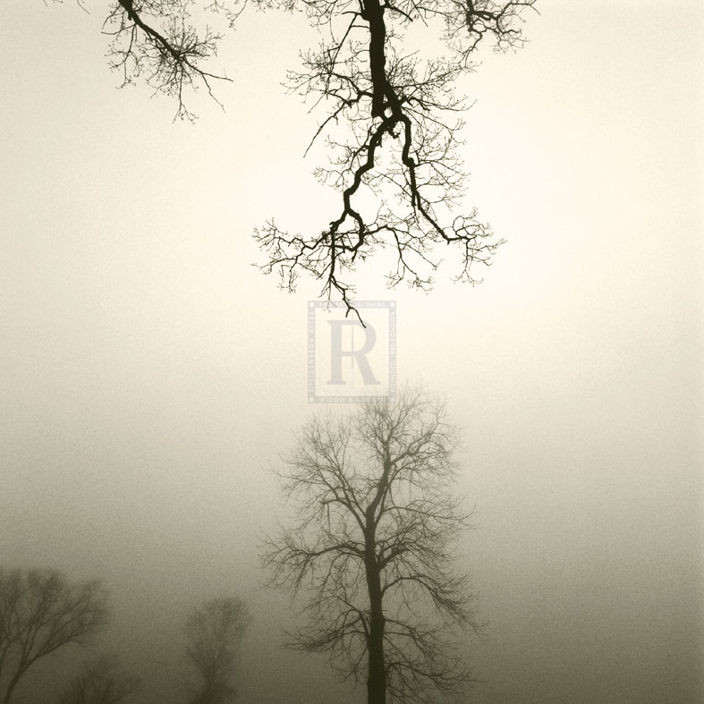 Tree Study IV - Michael Kahn