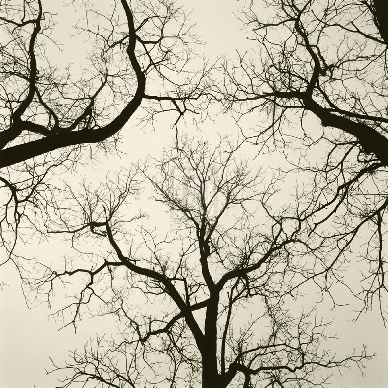 Tree Study V - Michael Kahn