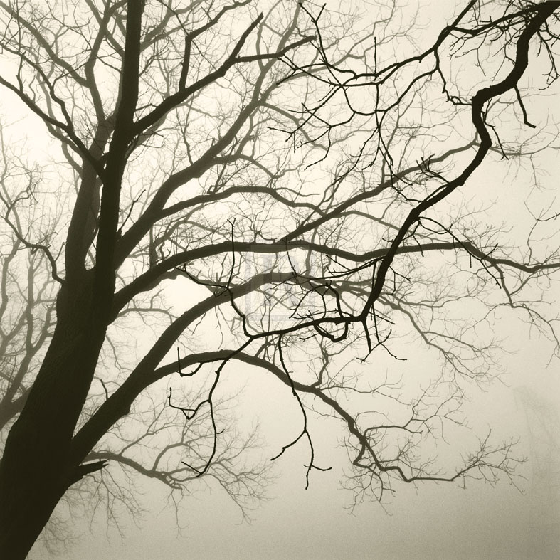 Tree Study VI - Michael Kahn