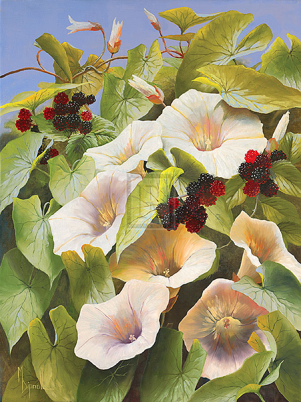 Convolvulus and Blackberries - Mary Dipnall