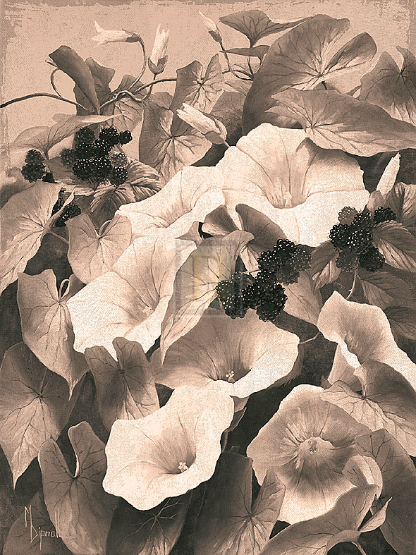 Convolvulus and Blackberries (Sepia) - Mary Dipnall