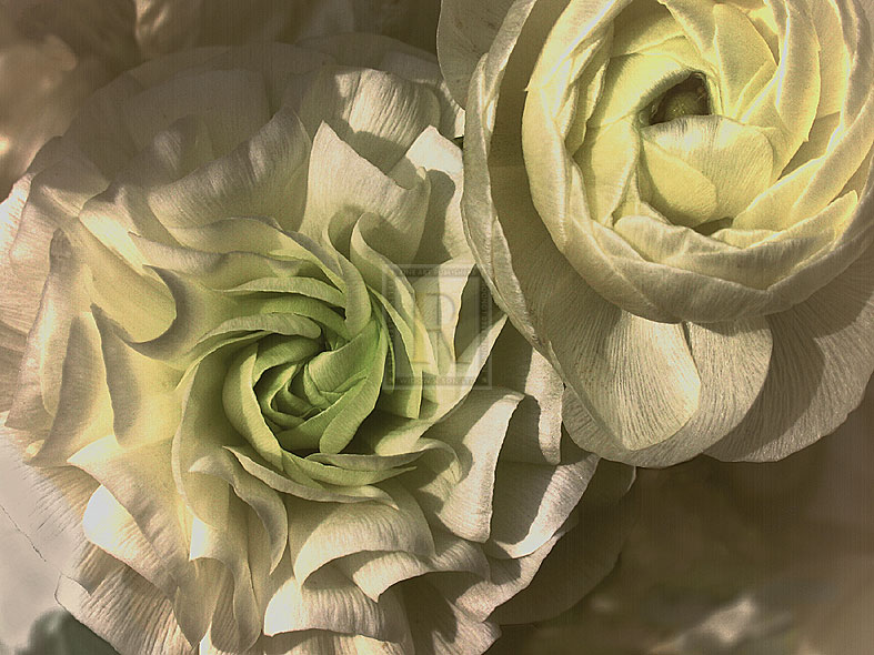 Gilded Rose - Katja Marzahn