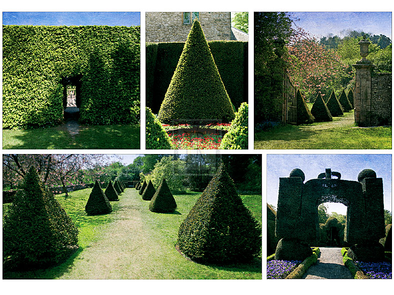Topiary - Pete Kelly
