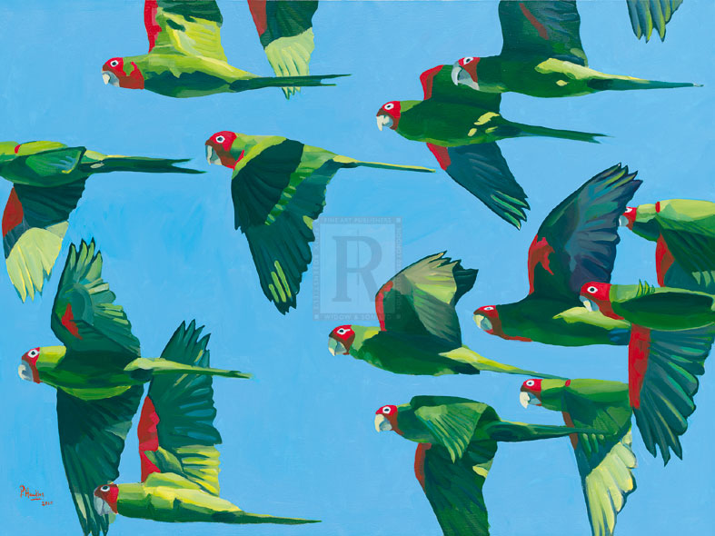 Parrots in Flight - Pete Hawkins