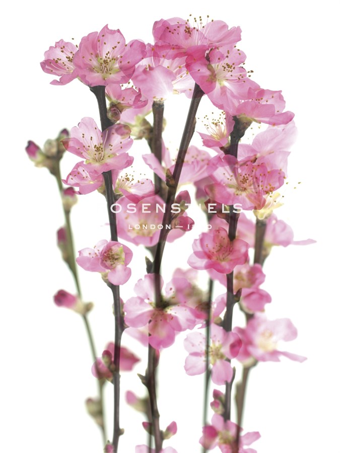In Blossom - Katja Marzahn