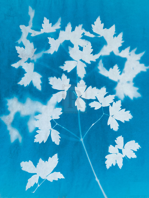Spray - Sarah Cheyne