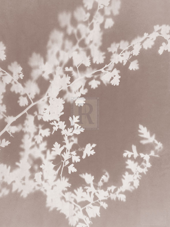 Spinney in Grey - Sarah Cheyne