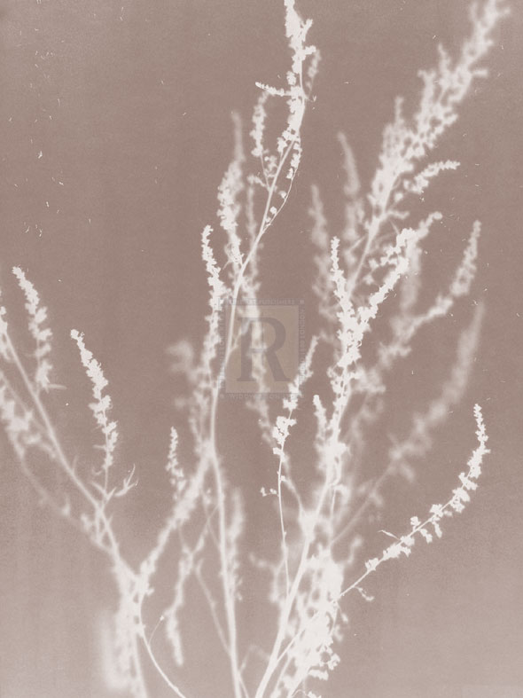 Meadow in Grey - Sarah Cheyne