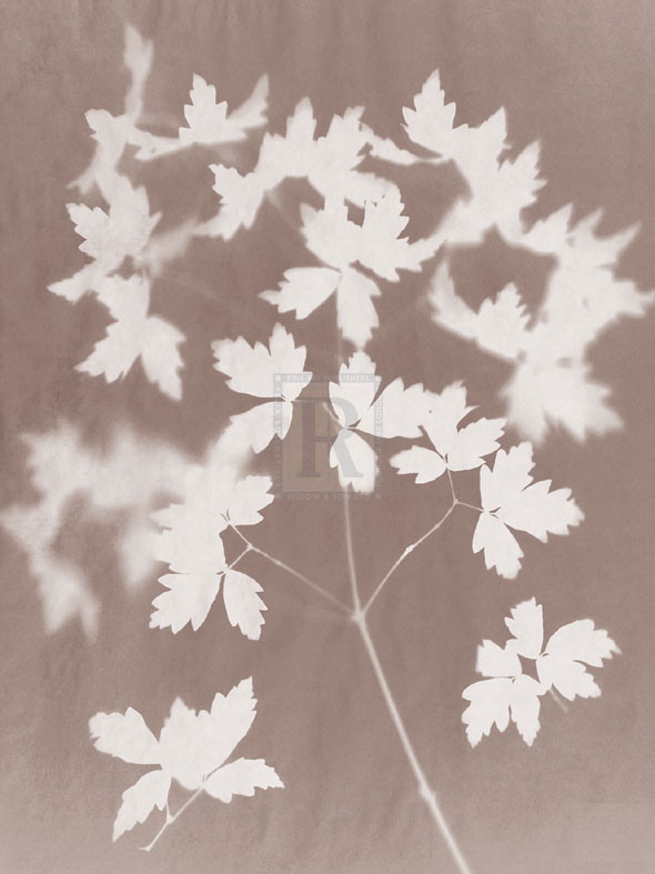 Spray in Grey - Sarah Cheyne