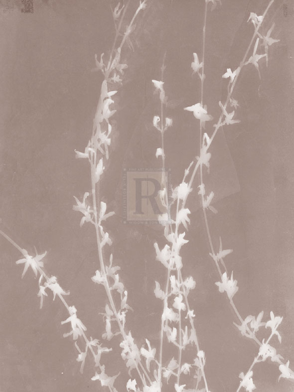 Forsythia in Grey - Sarah Cheyne