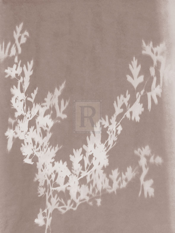 Hawthorn in Grey - Sarah Cheyne