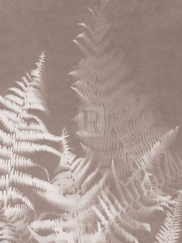 Bracken in Grey - Sarah Cheyne