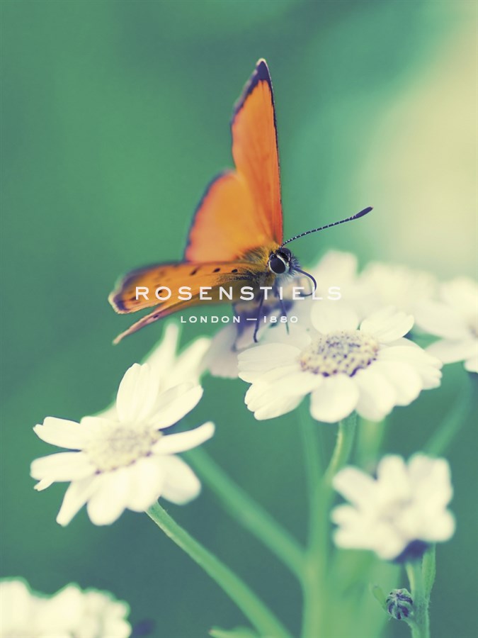 Dainty - Andreas Stridsberg