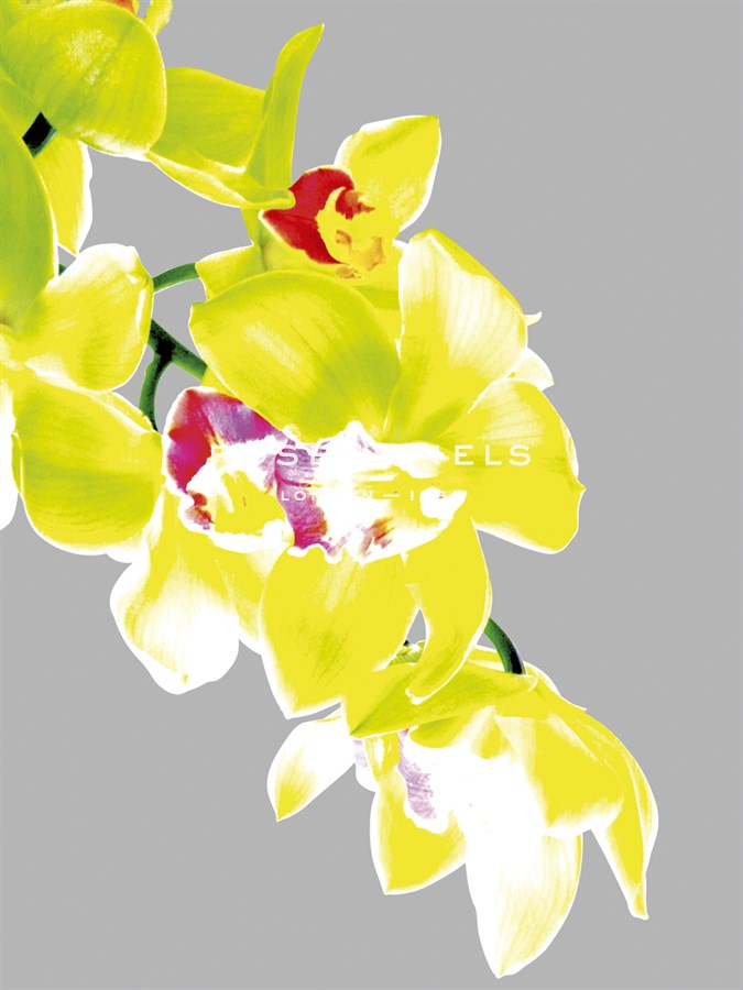 Neon Orchid I - Sukhanlee