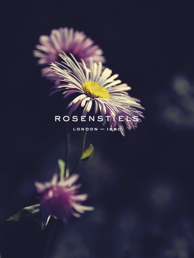 Asters - Andreas Stridsberg