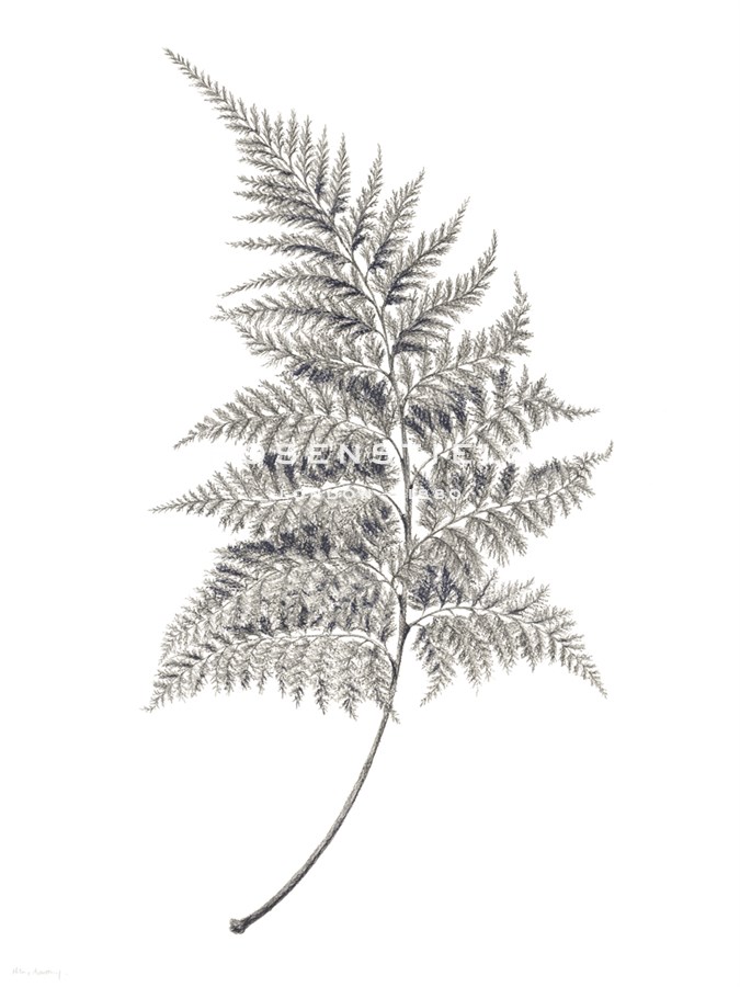 Fern Frond I - Hilary Armstrong