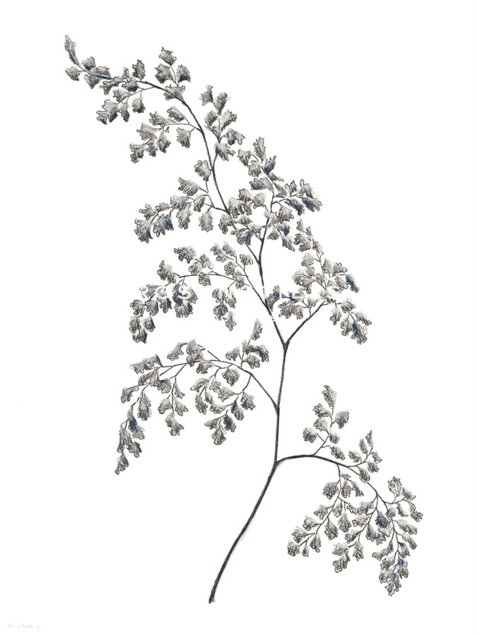 Fern Frond II - Hilary Armstrong