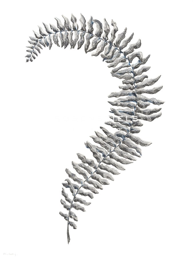 Fern Frond III - Hilary Armstrong