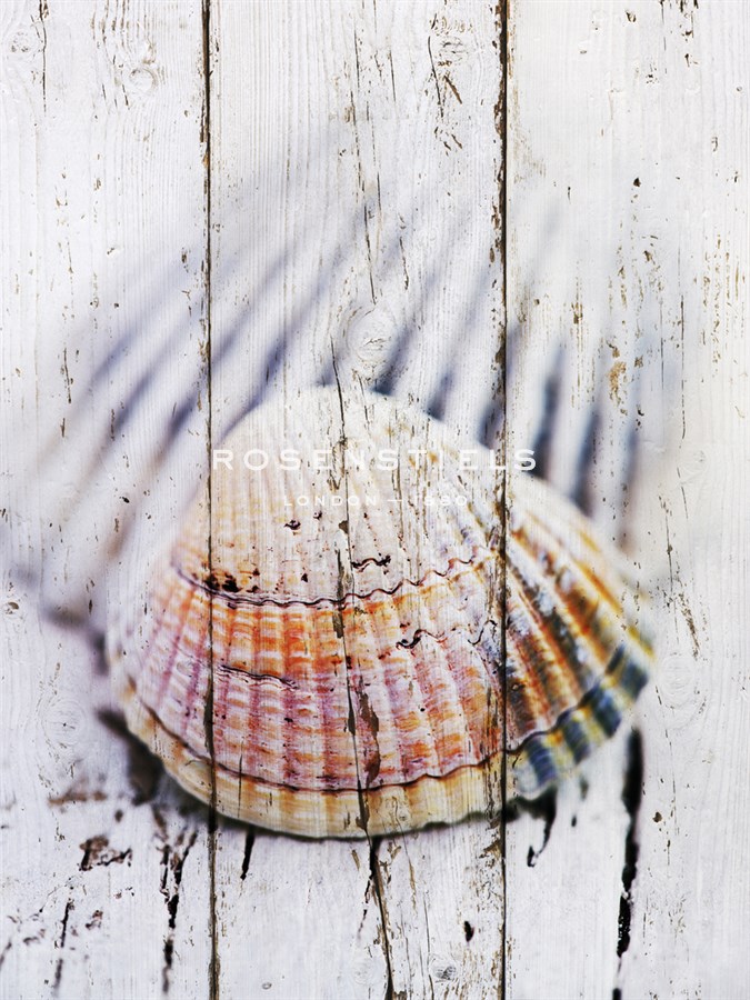Nantucket Shells II - James Guilliam