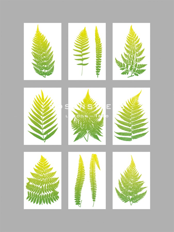 Neon Fernery - The Vintage Collection