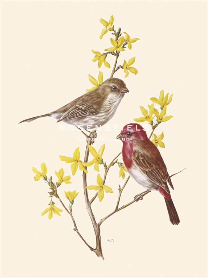 Scarlet Grosbeak - Anatole Marlin