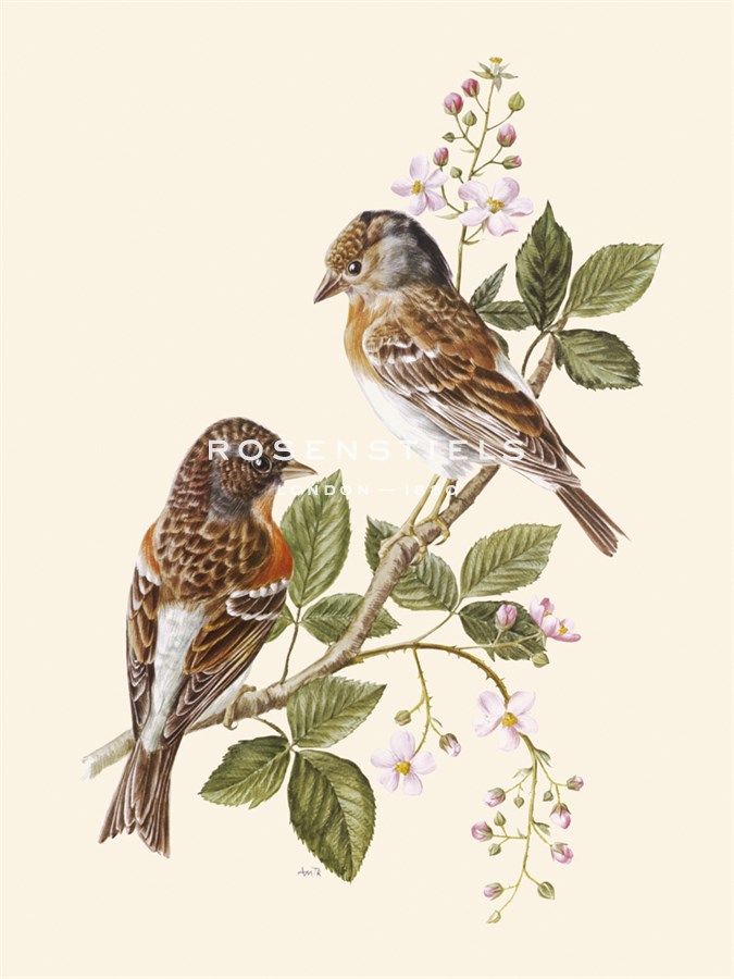 Brambling - Anatole Marlin