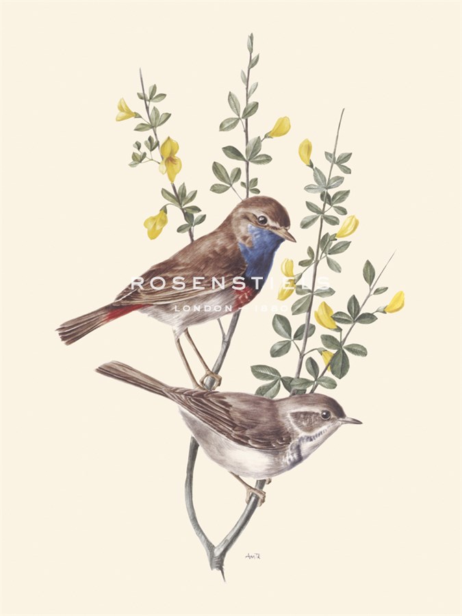 Blue Throat - Anatole Marlin