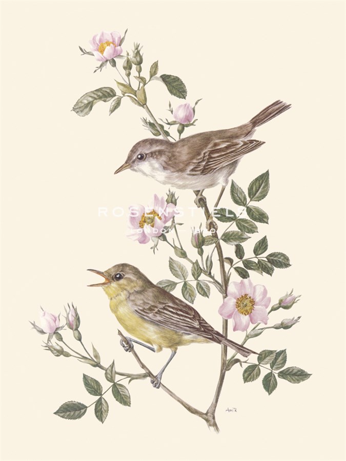 Eastern Olivaceous and Icterine Warblers - Anatole Marlin