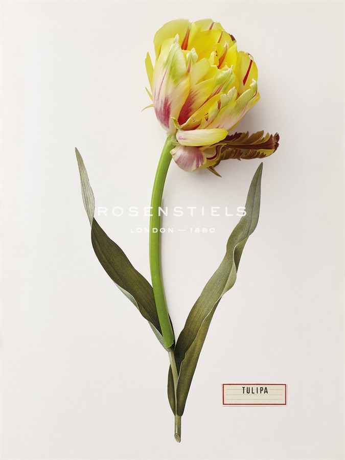 Floral Decoupage - Tulipa - Camille Soulayrol