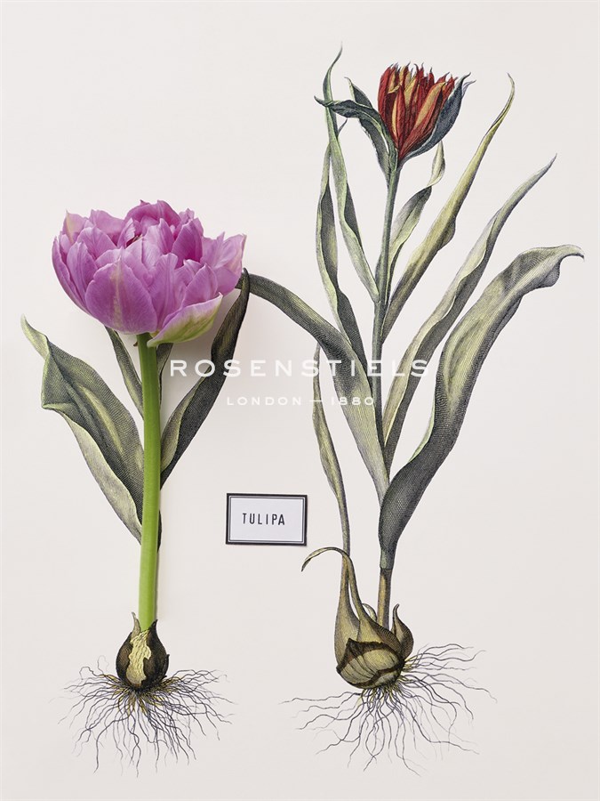 Floral Decoupage - Anthocyanin - Camille Soulayrol