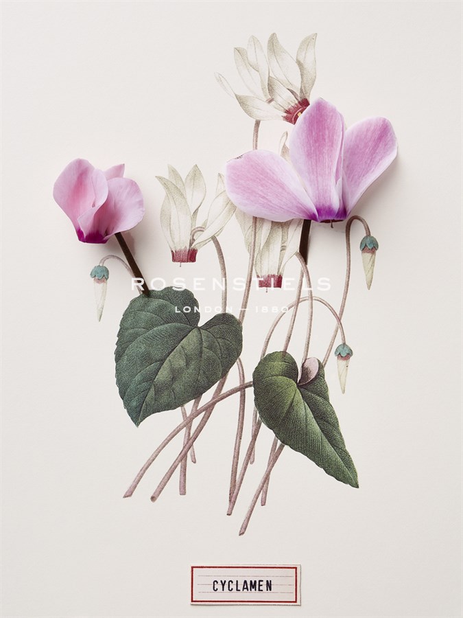 Floral Decoupage - Cyclamen - Camille Soulayrol